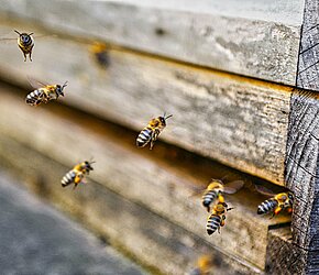 Weltbienentag: Die G DATA Gee Bees